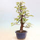 Vonkajšie bonsai - Pseudocydonia sinensis - Dula čínska - 2/6