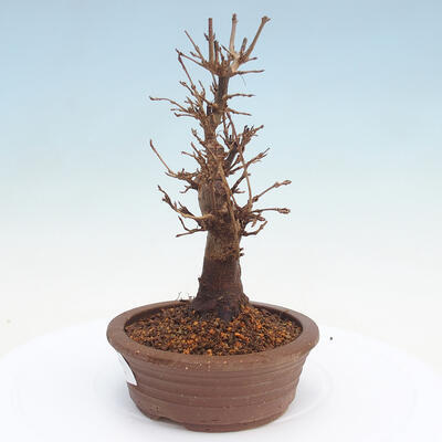 Vonkajšie bonsai - Javor Buergerianum - Javor Burgerův - 2