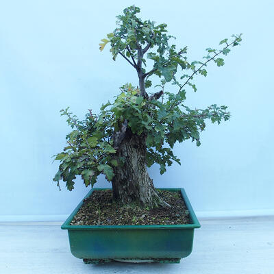 Vonkajší bonsai - Hloh jednosemenný - Crataegus monogyna - 2