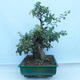 Vonkajší bonsai - Hloh jednosemenný - Crataegus monogyna - 2/6