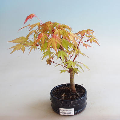 Vonkajšie bonsai - Javor dlaňolistý - Acer palmatum Orange - 2