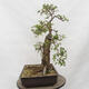 Vonkajší bonsai - Hloh - Crataegus monogyna - 2/6
