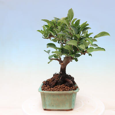 Vonkajší bonsai - Malus sergentiu - Maloplodá jabloň - 2