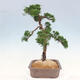 Vonkajšie bonsai - Juniperus chinensis Kishu -Jalovec čínsky - 2/4