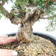 Vonkajšie bonsai - Juniperus chinensis Itoigawa-Jalovec čínsky - 2/5