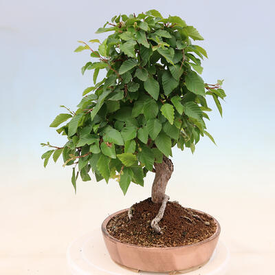 Vonkajší bonsai -Carpinus Coreana - Hrab kórejský - 2