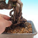 Vonkajšia bonsai-Pinus thunbergii - Borovica thunbergova - 2/3