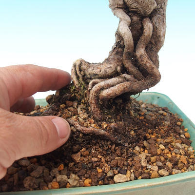 Vonkajšia bonsai-Pinus thunbergii - Borovica thunbergova - 2