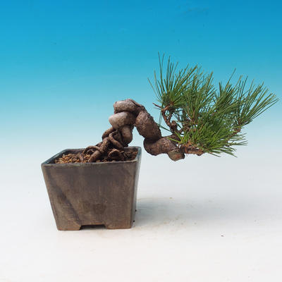Vonkajšia bonsai-Pinus thunbergii - Borovica thunbergova - 2