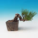 Vonkajšia bonsai-Pinus thunbergii - Borovica thunbergova - 2/3