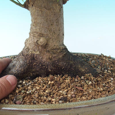 Vonkajšie bonsai - Acer palmatum-Javor dlaňolistý - 2
