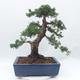 Vonkajšie bonsai - Juniperus chinensis -Jalovec čínsky - 2/5