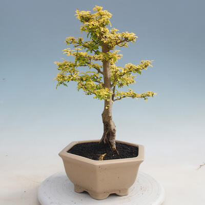 Izbová bonsai - Ligustrum Aurea - Vtáčí zob - 2