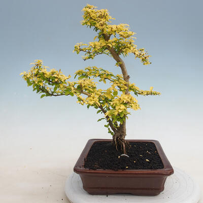 Izbová bonsai - Ligustrum Aurea - Vtáčí zob - 2