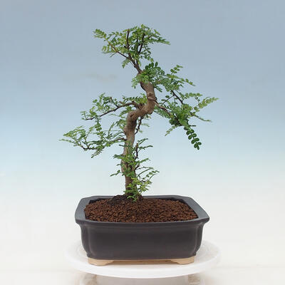 Izbová bonsai - Zantoxylum piperitum - pepřovník - 2