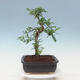 Izbová bonsai - Zantoxylum piperitum - pepřovník - 2/7