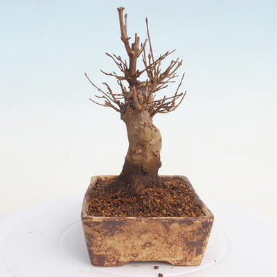 Vonkajšie bonsai - Javor Buergerianum - Javor Burgerův - 2