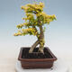Izbová bonsai - Ligustrum Aurea - Vtáčí zob - 2/6