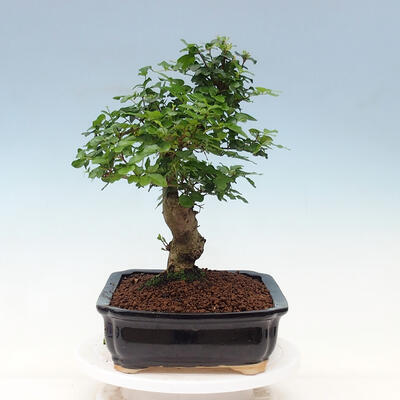 Izbová bonsai -Ligustrum chinensis - Vtáčí zob - 2