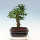 Izbová bonsai -Ligustrum chinensis - Vtáčí zob - 2/6