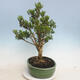 Izbová bonsai - Buxus harlandii - korkový buxus - 2/6