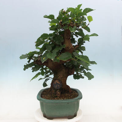 Vonkajšie bonsai -Morus albumy - moruše - 2