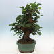 Vonkajšie bonsai -Morus albumy - moruše - 2/6