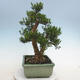 Izbová bonsai - Buxus harlandii - korkový buxus - 2/6