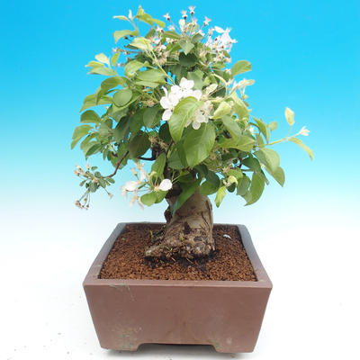 Vonkajší bonsai -Maloplodá jabloň - Malus halliana - 2