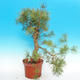 Yamadori - Borovica lesná - Pinus sylvestris - 2/5