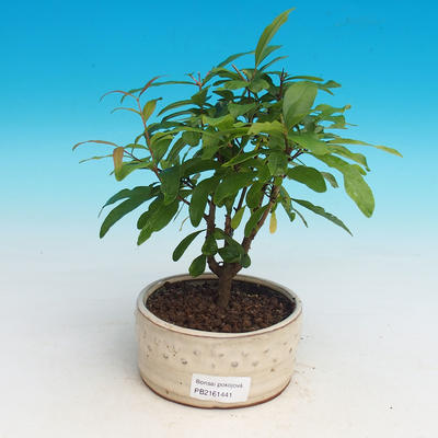 Izbová bonsai-Punic granatum nana-Granátové jablko - 2