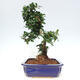 Izbová bonsai - Carmona macrophylla - Čaj fuki - 2/7