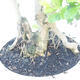 Izbová bonsai - Durant erecta aurea - 2/3