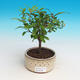 Izbová bonsai-Punic granatum nana-Granátové jablko - 2/3