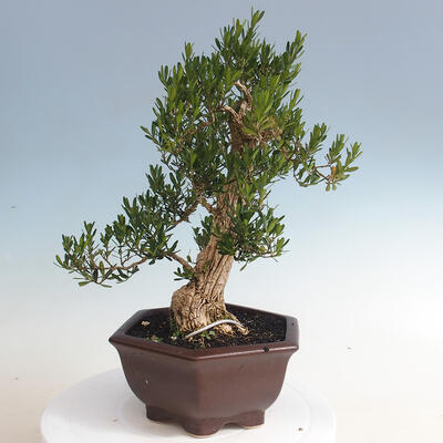 Izbová bonsai - Buxus harlandii - korkový buxus - 2