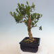Izbová bonsai - Buxus harlandii - korkový buxus - 2/7
