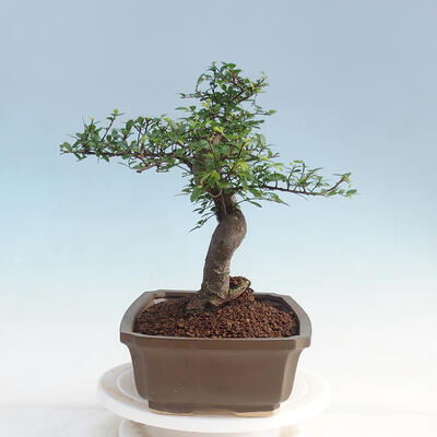 Izbová bonsai - Ulmus parvifolia - malolistá brest - 2