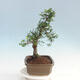Izbová bonsai - Ulmus parvifolia - malolistá brest - 2/6