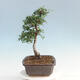 Izbová bonsai - Ulmus parvifolia - malolistá brest - 2/6