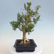 Izbová bonsai - Buxus harlandii - korkový buxus - 2/7