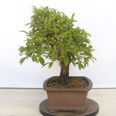 Vonkajšie bonsai - Mahalebka - Prunus mahalieb - 2