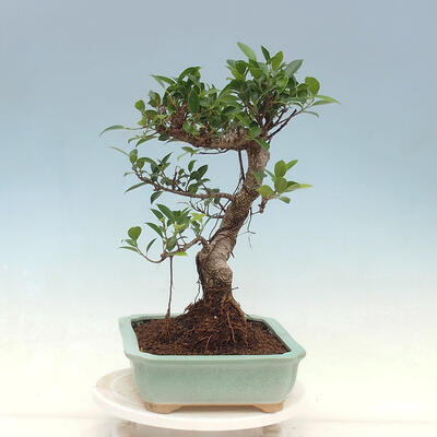 Izbová bonsai - Ficus kimmen - malolistý fikus - 2