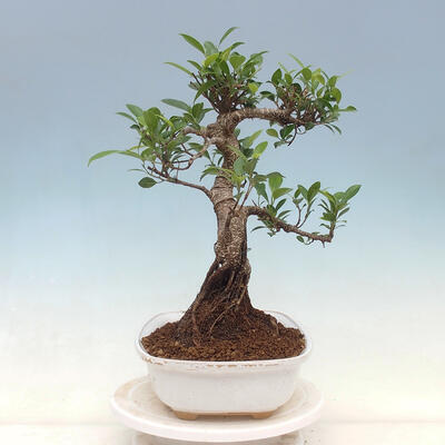 Izbová bonsai - Ficus kimmen - malolistý fikus - 2