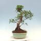 Izbová bonsai - Ficus kimmen - malolistý fikus - 2/4