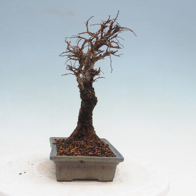 Vonkajšie bonsai - Zelkova - Zelkova Nirom - 2