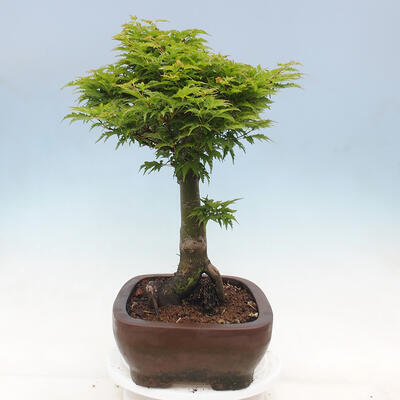 Vonkajší bonsai -Javor dlaňovitolistý Acer palmatum Shishigashira - 2