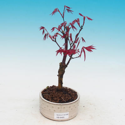 Vonkajšie bonsai - Acer palm. Atropurpureum-Javor dlaňolistý - 2