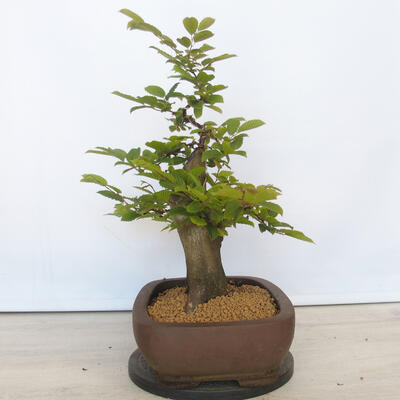Vonkajší bonsai - Hrab obyčajný - Carpinus betulus - 2