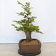 Vonkajší bonsai - Hrab obyčajný - Carpinus betulus - 2/5