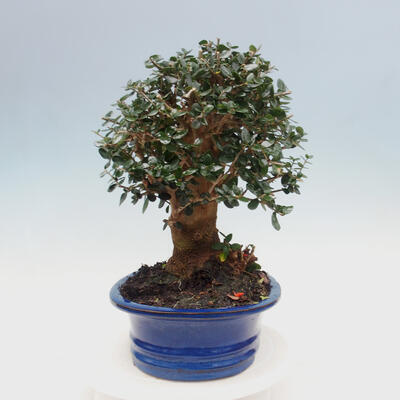 Izbová bonsai - Olea europaea sylvestris -Oliva evropská drobnolistá - 2